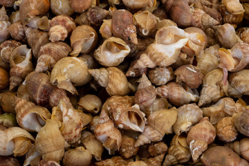Bulot,seafood