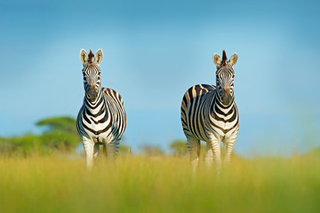 Zebra with blue storm sky. Burchell's zebra, Equus quagga burchellii, Zambia, Africa. Wild animal on the green meadow during sunset. Wildlife nature, beautiful evening light.