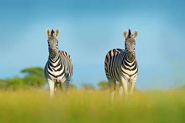 Foto op Canvas Zebra met blauwe onweershemel. Burchells zebra, Equus quagga burchellii, Zambia, Afrika. Wild dier op de groene weide tijdens zonsondergang. Wildlife natuur, mooi avondlicht. © ondrejprosicky