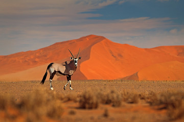 Spießbock mit orangefarbenem Sanddünen-Abendsonnenuntergang. Gemsbuck, Oryx Gazella, große Antilope im Naturlebensraum, Sossusvlei, Namibia. Wilde Tiere in der Savanne. Tier mit großem geradem Geweihhorn.