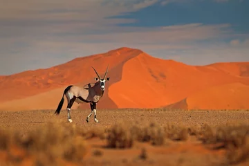 Schilderijen op glas Gemsbok met oranje zandduin avond zonsondergang. Gemsbuck, Oryx-gazella, grote antilope in aardhabitat, Sossusvlei, Namibië. Wilde dieren in de savanne. Dier met grote rechte geweihoorn. © ondrejprosicky