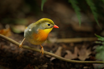 Red-billed leiothrix, Leiothrix lutea, rare bird from southern China and the Himalayas. Cute animal in green vegetation. Animal sitting on the branch. Wildlife scene from nature.