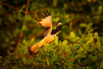 Yellow-headed caracara, Milvago chimachima, bird fly above green vegetation. Caracara flight in the nature habitat, Tarcoles, Carara NP, Costa Rica. Wildlife scene from nature.