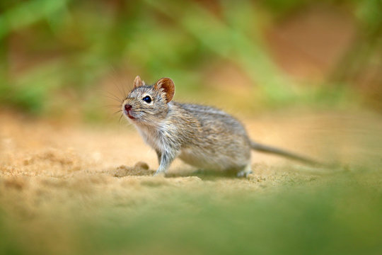 Four-striped grass mouse, Rhabdomys pumilio, beautiful rat in the habitat. Mouse in the sand with green vegetation, funny image from nature, Namib desert sand dune in Namibia. Wildlife Africa.