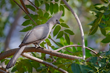 Grey go-away-bird, Corythaixoides concolor, grey lourie detail portrait in the green vegetation. Turaco in the nature habitat, tree leaves. Wildlife scene from nature.