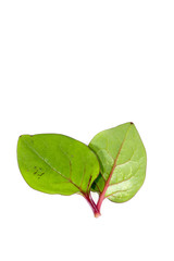 Ceylon spinach Close up