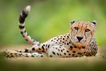 Cheetah, Acinonyx jubatus, detail portrait of wild cat. Fastest mammal on the land, Etosha NP, Namibia in Africa. Wildlife scene from African nature. Cat with  lift up tail.