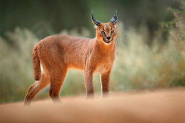 Caracal, African lynx, in green grass vegetation. Beautiful wild cat in nature habitat, Botswana, South Africa. Animal face to face walking on gravel road, Felis caracal.