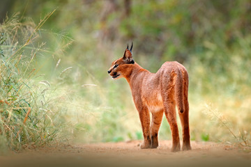 Caracal, African lynx, in green grass vegetation. Beautiful wild cat in nature habitat, Botswana,...