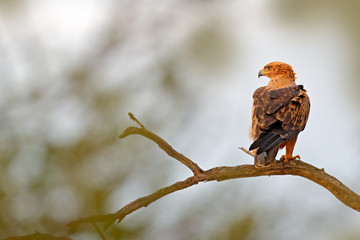 Wahlberg's eagle, Hieraaetus wahlbergi, brown and black bird of prey in the nature habitat, sitting on the branch, Kruger NP, South Africa. Wildlife scene from nature.