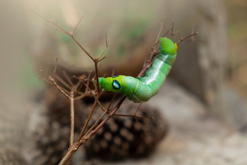 Green worm caterpillar animals isolate on wood and pine cone blur background