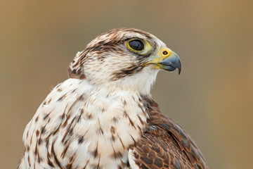 Saker falcon, Falco cherrug, detail portrait of bird of prey. Rare bird with white head. Forest in...