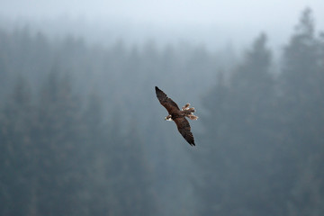 Saker falcon in flight, Falco cherrug, bird of prey. Rare bird with white head. Forest in cold winter, animal in nature habitat, Spain. Wildlife scene form nature, bird with forest in the background.
