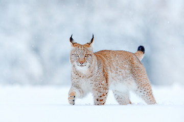 Eurasian Lynx, wild cat in the forest with snow. Wildlife scene from winter nature. Cute big cat in...