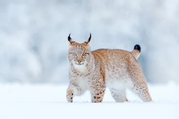 Deurstickers Euraziatische Lynx, wilde kat in het bos met sneeuw. Wildlife scène uit de winter natuur. Leuke grote kat in habitat, koude staat. Besneeuwd bos met mooie aninal wilde lynx, Duitsland. © ondrejprosicky