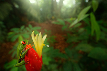 Frog from Costa Rica, wide angle lens. Wildlife scene tropic forest, animal in the habitat. Animal in jungle. Red-eyed Tree Frog in nature habitat, animal with big red eyes, above river in the forest.