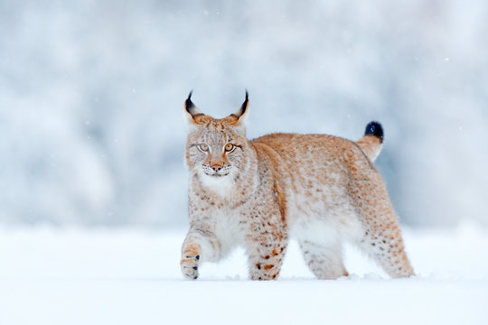 Eurasian Lynx, wild cat in the forest with snow. Wildlife scene from winter nature. Cute big cat in habitat, cold condition. Snowy forest with beautifal aninal wild lynx, Germany.