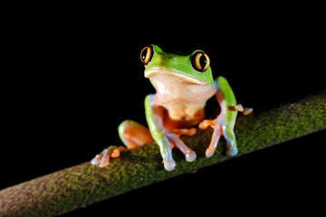 Agalychnis annae, Golden-eyed Tree Frog, green and blue frog on leave, Costa Rica. Wildlife scene from tropical jungle. Forest amphibian in nature habitat. Dark background. Night photography.