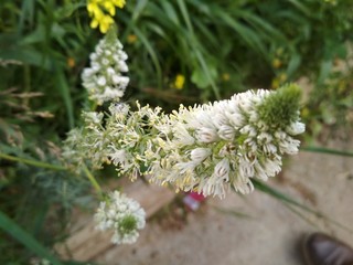 my best flowers and roses pictures