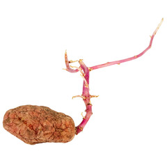 Germinated pink potato isolated on white background