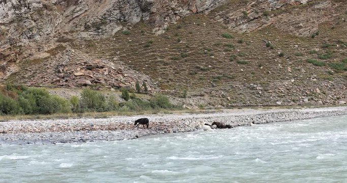 Raw nature and harsh environment of Himalayas. Horses struggle to get off river flowing among mountains in Ladakh