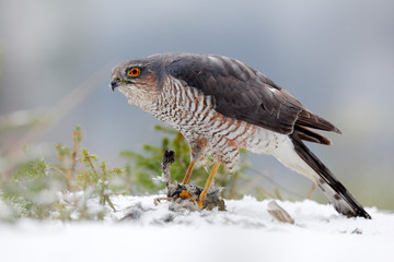 Eurasian sparrowhawk, Accipiter nisus, sitting on the snow in the forest with caught little songbird. Wildlife animal scene from nature. Bird in the winter forest habitat.