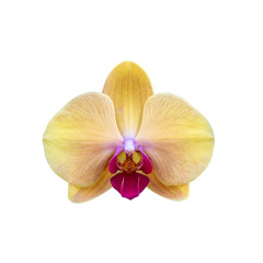 Beautiful yellow orchid flower isolated on white background with clipping path
