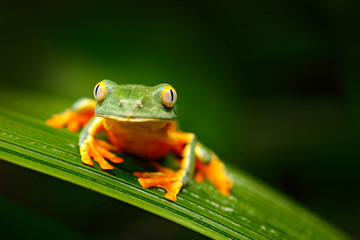 Golden-eyed leaf frog, Cruziohyla calcarifer, green yellow frog sitting on the leaves in the nature habitat in Corcovado, Costa Rica. Amphibian from tropic forest. Wildlife in Central America.