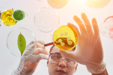 Young Vietnamese chemist bending over table and adding reagent into Petri dish