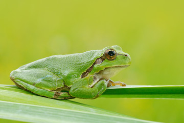 European tree frog, Hyla arborea, sitting on grass straw with clear green background. Nice green amphibian in nature habitat. Wild frog on meadow near the river, habitat.