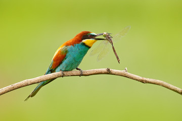 European Bee-eater, Merops apiaster, beautiful bird sitting on the branch with dragonfly in the bill, action scene in the nature habitat, Bulgaria. Animal with catch.