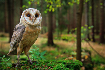 Barn owl, Tyto alba, sitting on the green moss stone in forest at the evening - photo with wide lens including habitat. Wildlife scene in nature habitat. Bird with forest and grass meadow.