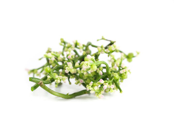 Malabar nightshade Close up