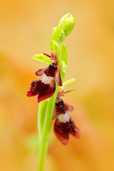 Fly Orchid, Ophrys insectifera, flowering European terrestrial wild orchid in nature habitat, detail of bloom, green clear background, Czech Republic.