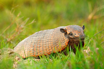 Six-Banded Armadillo, Yellow Armadillo, Euphractus sexcinctus, Pantanal, Brazil. Wildlife scene from nature. Funny portrait of Armadillo, hidden in the grass. Wildlife of South America.