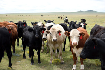 Close up eye level view of a herd of grazing livestock on a cattle ranch in United States