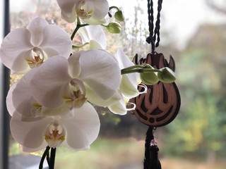 Orchid