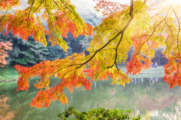 Naklejka na ściany i meble Branch with orange and yellow autumn leaves with a lake in the background (Japanese garden in sunset, Tokyo, Japan)