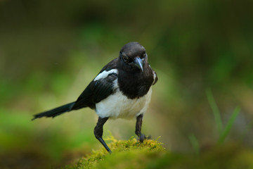 European Magpie or Common Magpie, Pica pica, black and white bird with long tail, in the nature habitat, clear background, Germany. Wildlife scene from nature, dark green forest.