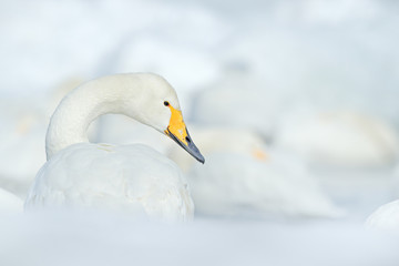 Art view on Whooper Swan, Cygnus cygnus, detail bird portrait, Lake Kusharo, other blurred swan in the background, winter scene with snow, Japan.