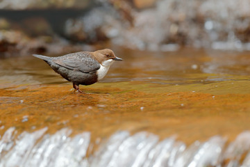 White-throated Dipper,  brown bird with white throat in the river, waterfall in the background, animal behavior in the nature habitat, with food in the bill, nesting time, wildlife Germany.