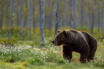 Brown bear walking in forest, morning light. Dangerous animal in nature taiga and meadow habitat. Wildlife scene from Finland near Russian border. Cotton grass bloom around the lake, summer.