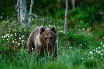 Lonely young cub bear in the pine forest. Bear pup without mother. Light animal in nature forest and meadow habitat. Wildlife scene from Finland near Russian border. Taiga during orange autumn.