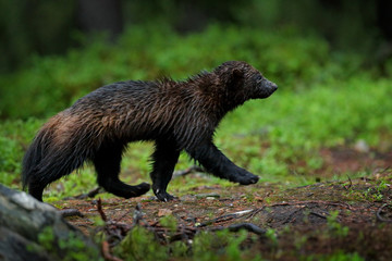 Running Wolverine in Russia taiga. Wildlife scene from nature. Rare animal from north of Europe. Wild wolverine in the night. Animal behaviour in the habitat, Finland. Rare animal.