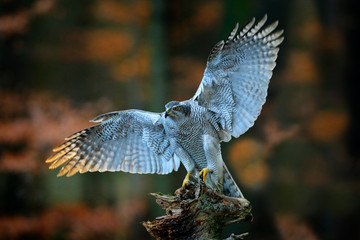 Goshawk landing, bird of prey with open wings with evening sun back light, nature forest habitat in background, landing on tree trunk, France. Wildlife scene from autumn nature. Bird fly in habitat.