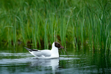 Black-headed Gull, Chroicocephalus ridibundus, detail portrait of white bird with black head, Finland. Gull in the green vegetaqtion habitat with nesting material in the bill.