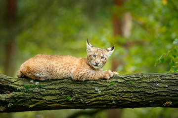 Jeune Lynx dans la forêt verte. Scène de la faune de la nature. Lynx d& 39 Eurasie marchant, comportement animal dans l& 39 habitat. Cub de chat sauvage d& 39 Allemagne. Bobcat sauvage entre les arbres.