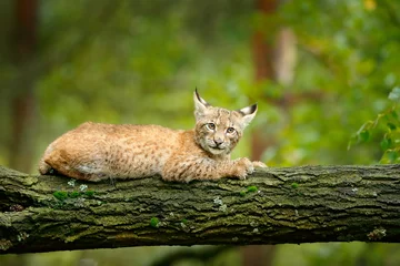 Fotobehang Young Lynx in green forest. Wildlife scene from nature. Walking Eurasian lynx, animal behaviour in habitat. Cub of wild cat from Germany. Wild Bobcat between the trees.  © ondrejprosicky