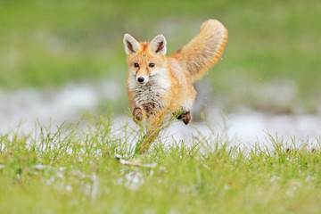 Red Fox jumping , Vulpes vulpes, wildlife scene from Europe. Orange fur coat animal in the nature habitat. Fox on the green forest meadow.