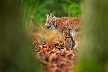 Lynx in the forest. Walking Eurasian wild cat between the tress, green in background. Wild cat in nature habitat, Czech, Europe. Lynx in the orange autumn leaves. Wildlife scene from Europe.